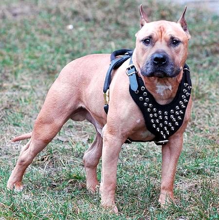 amstaff-spiked-harness-leather.jpg
